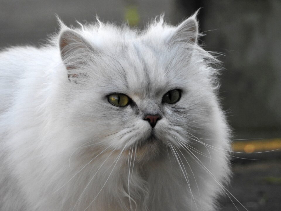 Pets portrait domestic cat