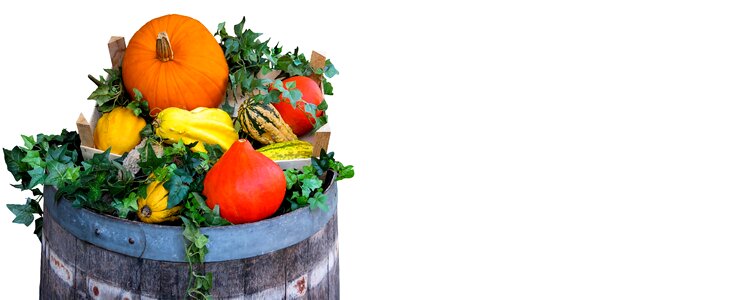 Agriculture pumpkin barrel