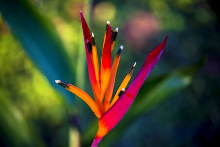 Flowers leaves plant
