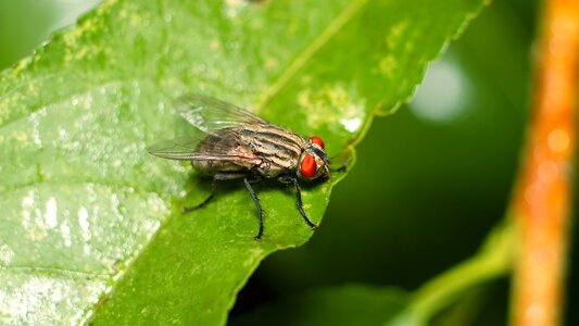 Fly krupnyj plan outdoors