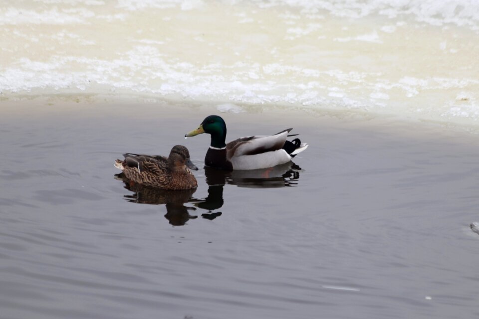 Bird nature reflection