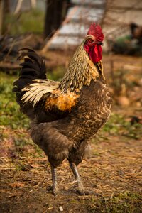 Gallo domestic fowl crest