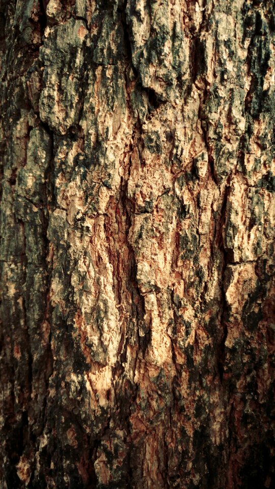Bark crack environment