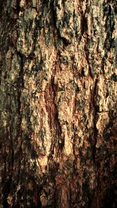 Bark crack environment