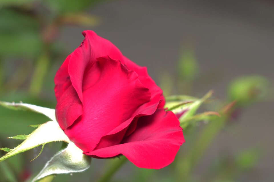 Plant rose sheet