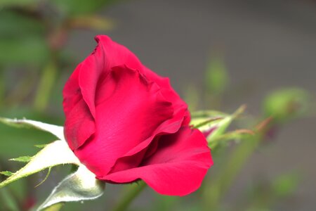 Plant rose sheet photo