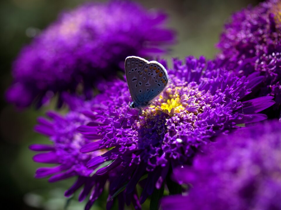 Wings insecta flowers