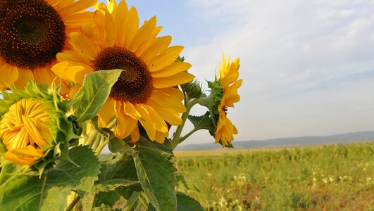Summer flowers green yellow