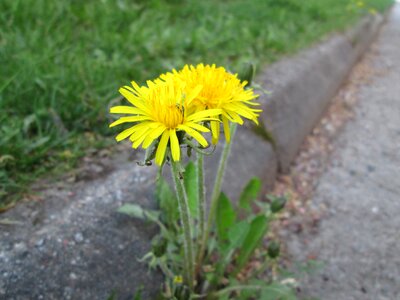 Yellow weeds plant photo