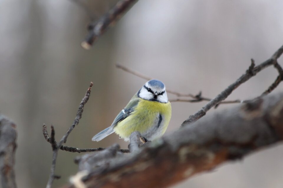 Animals outdoors tit