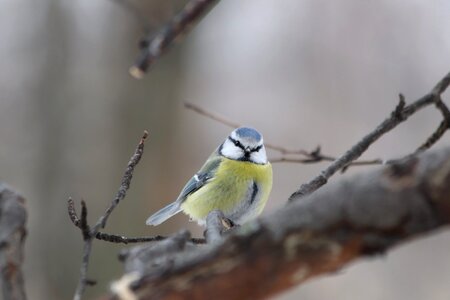 Animals outdoors tit photo