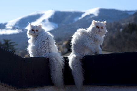Nature outdoors animalia