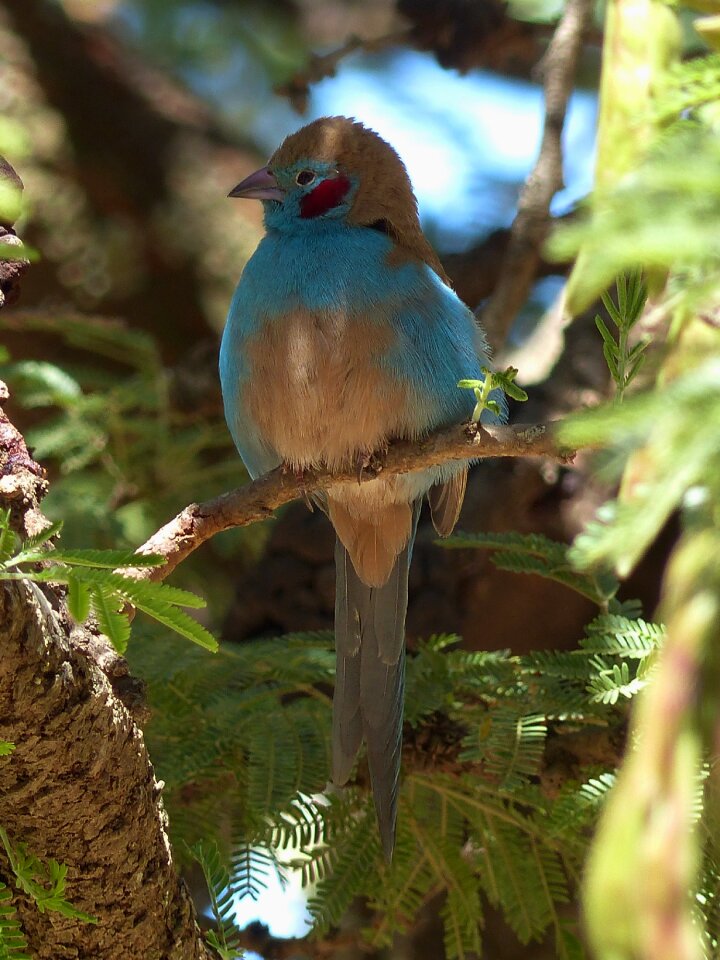 Ornithology cordon bleu plays red