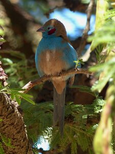 Ornithology cordon bleu plays red