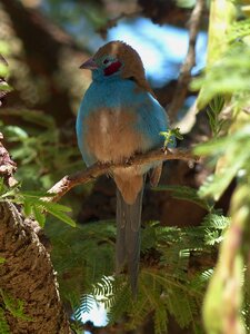 Ornithology cordon bleu plays red photo