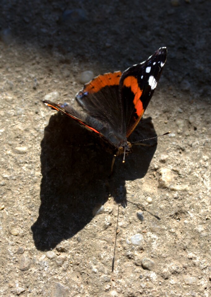 Coloring wings shadow