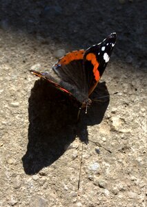 Coloring wings shadow