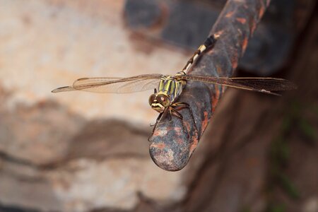 Bespozvonochnoe wing dragonfly photo