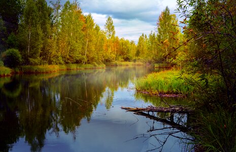 Forest trees reflection sadness photo