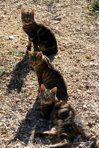 Mammal three kitten