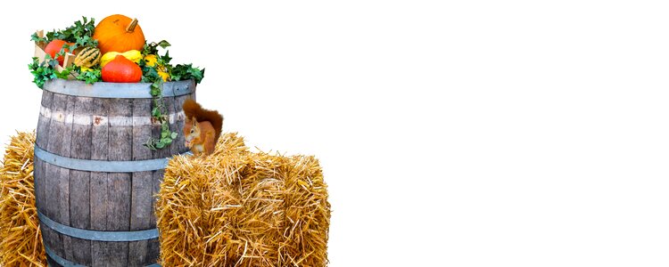 Agriculture pumpkin barrel