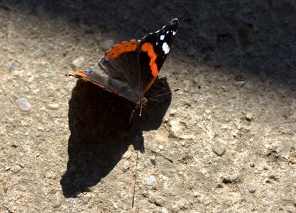 Wings nice shadow