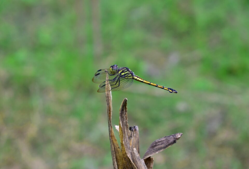 Animal outdoors insect