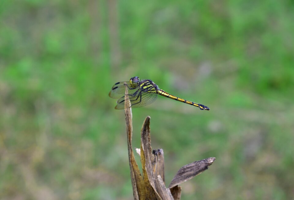 Animal outdoors insect photo