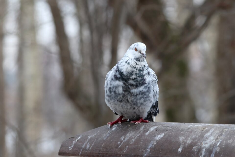 Living nature outdoors animals