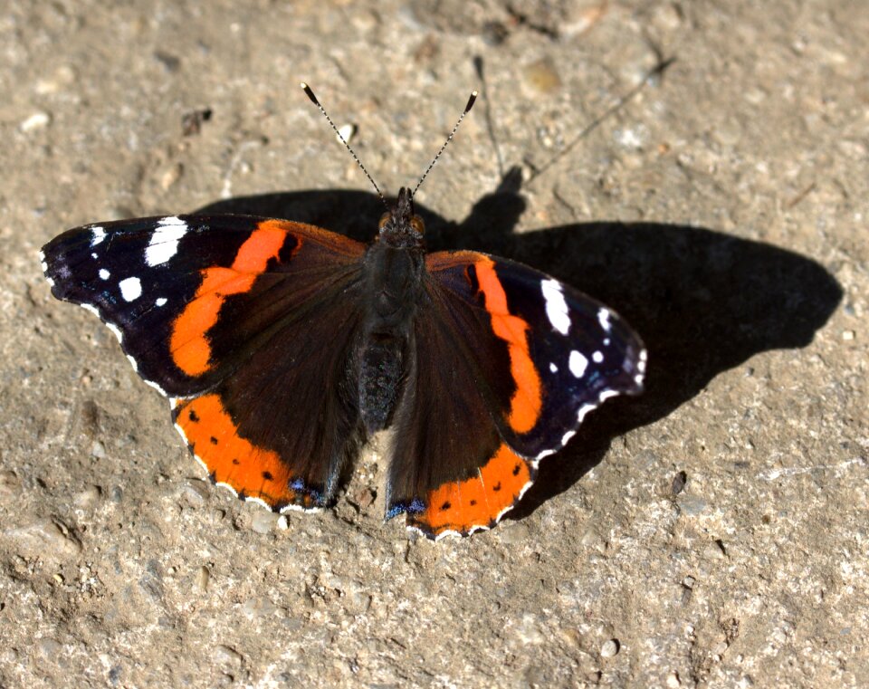Wings nice shadow
