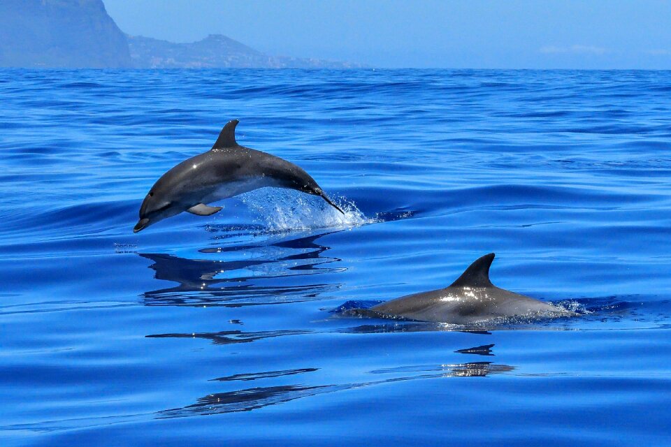 Marine mammals meeresbewohner animals