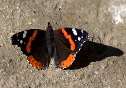 Coloring wings shadow