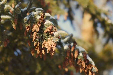Season pine cone sheet photo