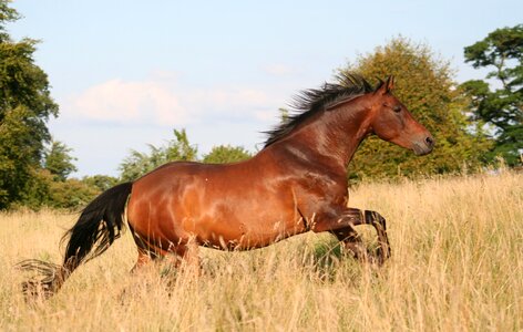 Mustang equine mare