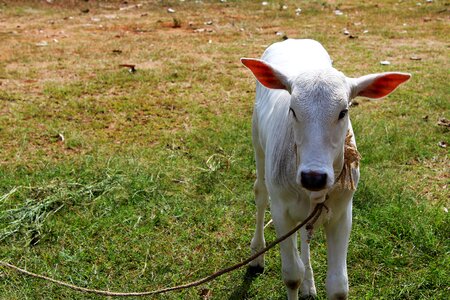 Cute standing countryside