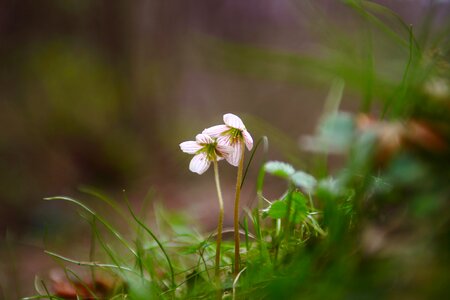 Plants outdoors wildflower