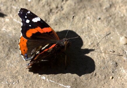 Coloring wings shadow