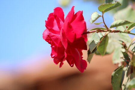 Nature pink flower gulab ka fool photo
