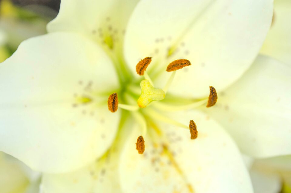 Macro petals stamens