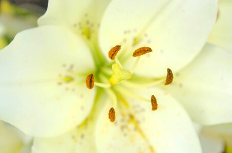 Macro petals stamens
