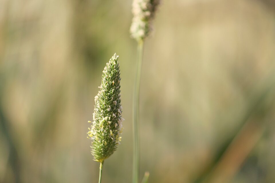 Flora growth natural