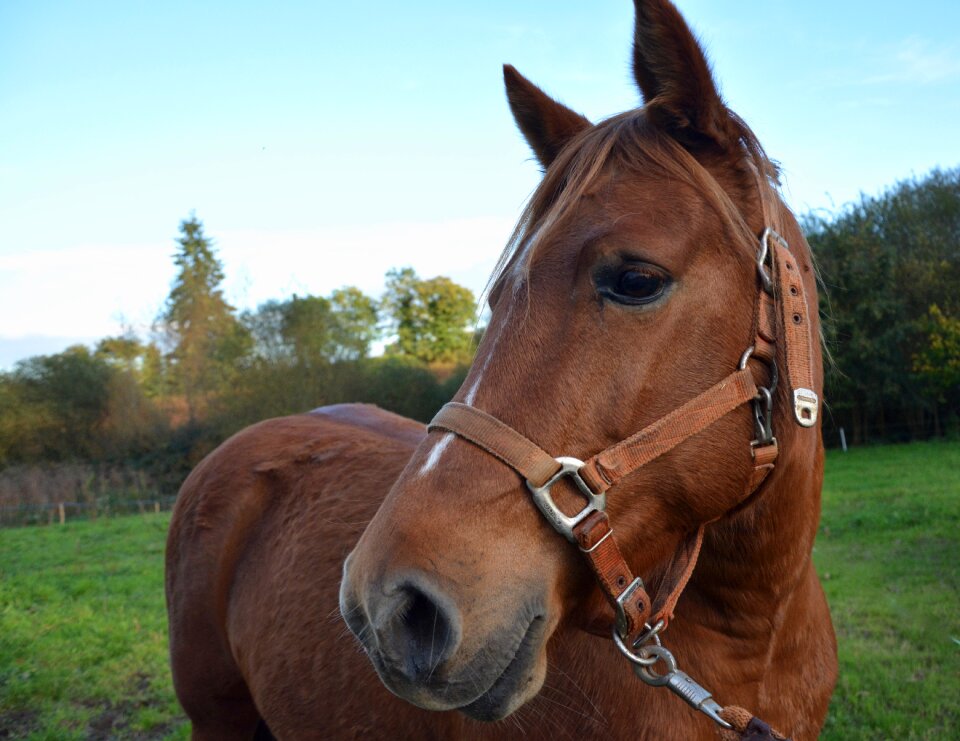 Equines brown animal