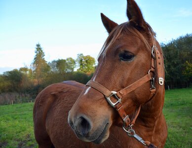 Equines brown animal photo