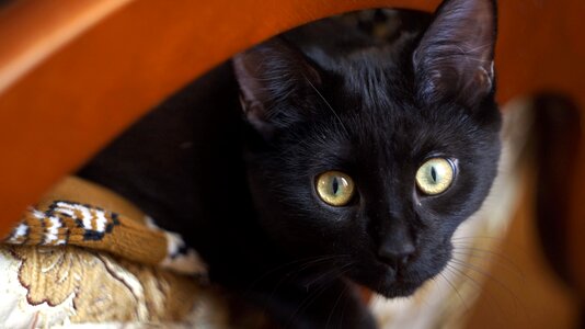 Pet pets portrait