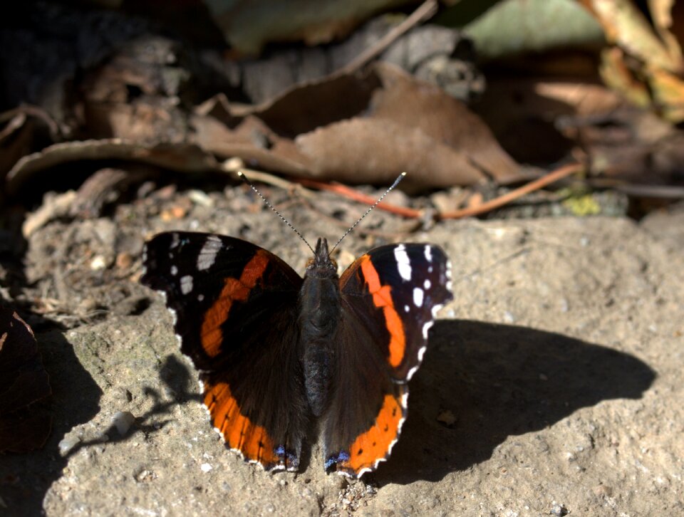 Coloring wings shadow