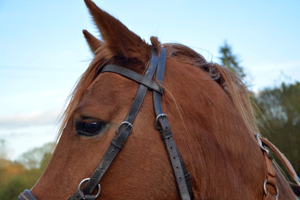 Horse side pull horseback riding animal
