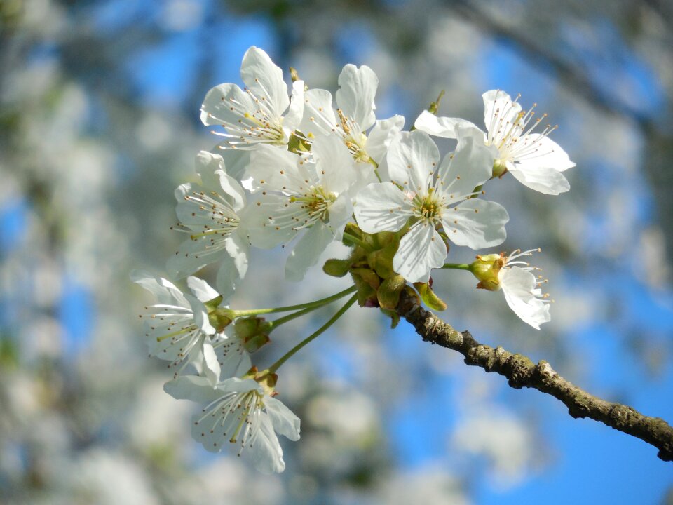 White flowers spring fruit tree