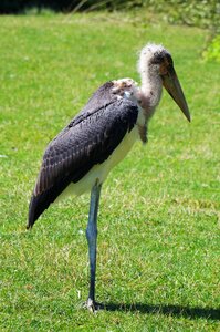 Marabou bird great