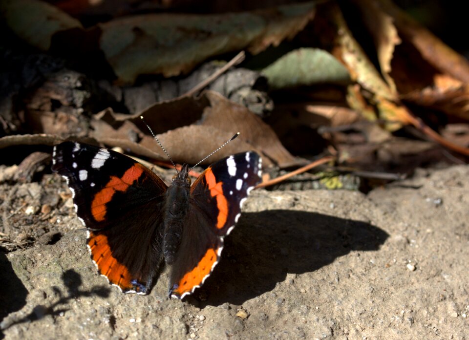 Wings nice shadow