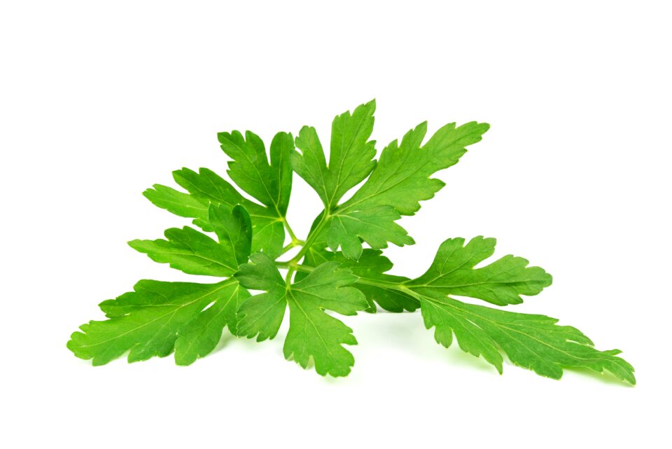 Aromatic plant spice